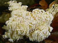 Hericium coralloides - Ästiger Stachelbart_1