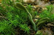 Microglossum viride - Grne Erdzunge