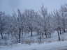 Trüffelernte auch bei Schnee - Trüffelplantage im Winter